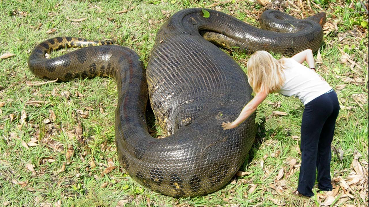 Anaconda #11