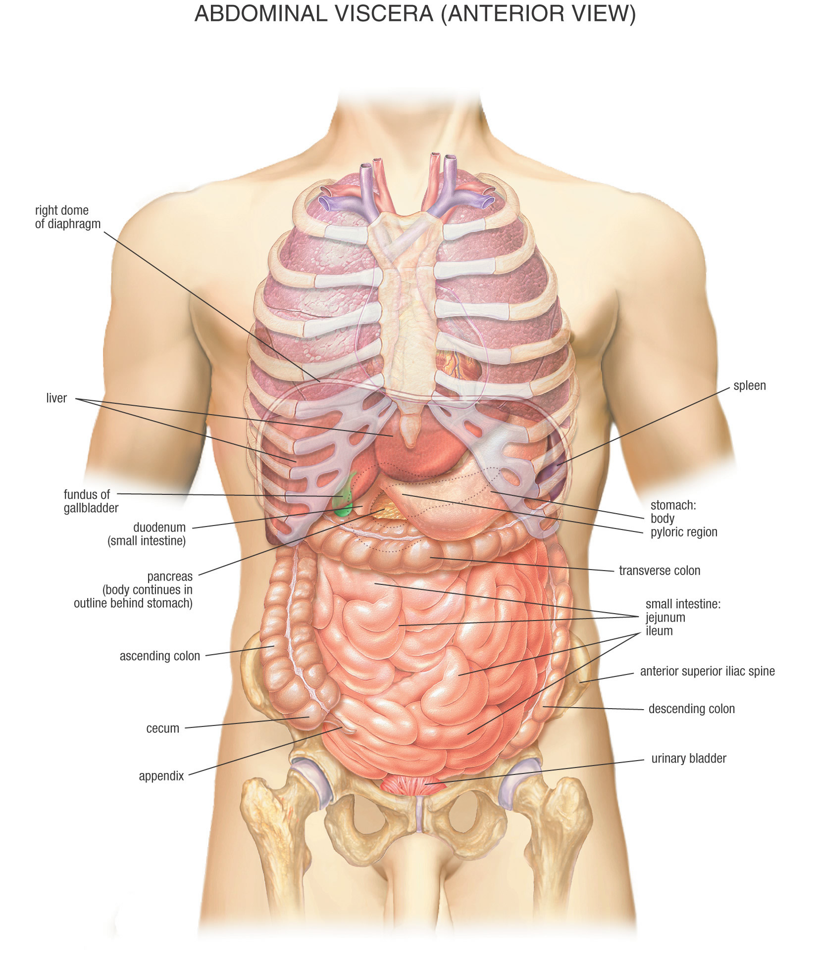 Nice Images Collection: Anatomy Desktop Wallpapers