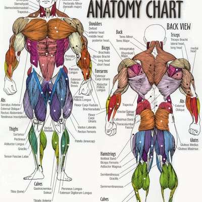 Anatomy #15