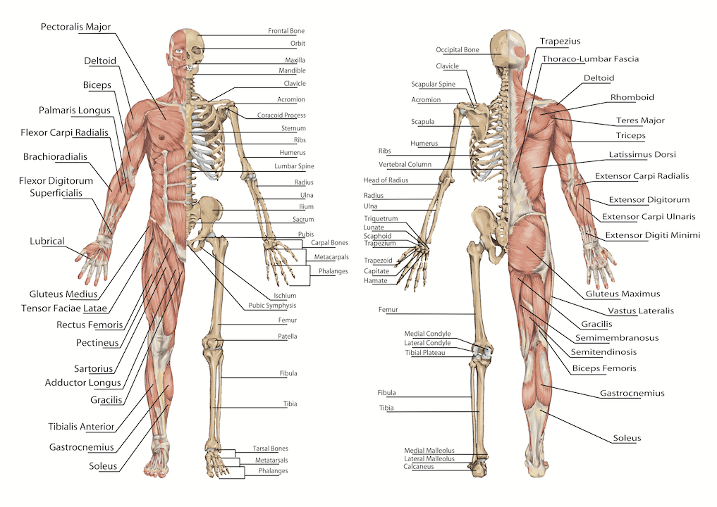 Nice Images Collection: Anatomy Desktop Wallpapers