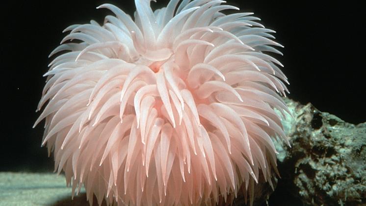 Nice Images Collection: Anemone Desktop Wallpapers