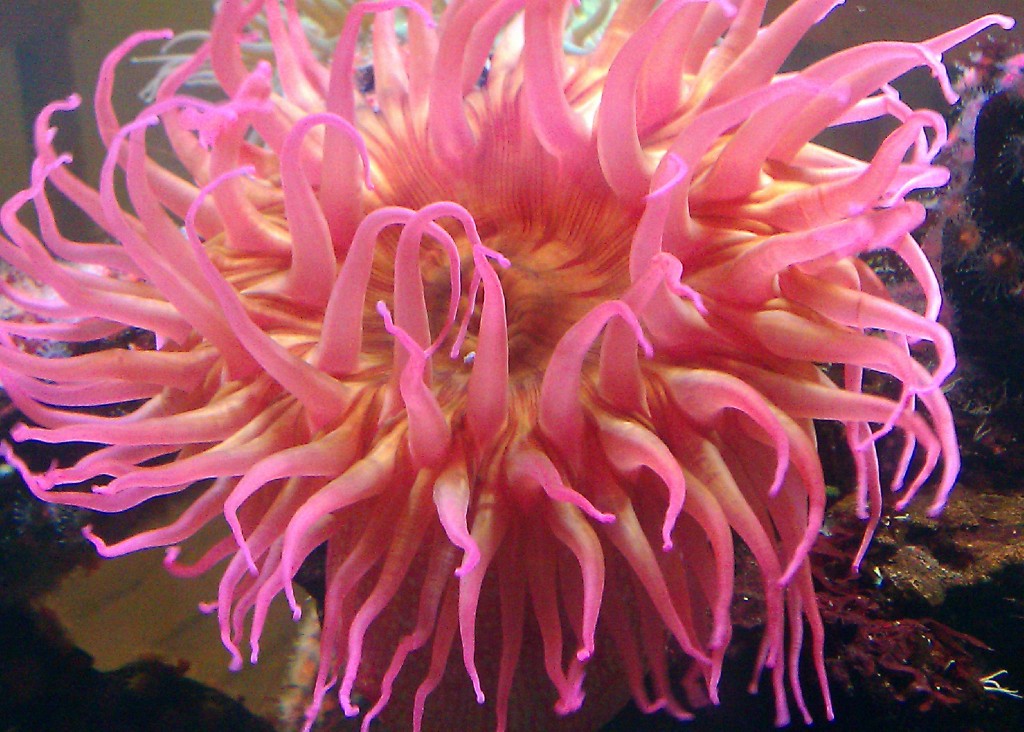 Anemone Pics, Earth Collection