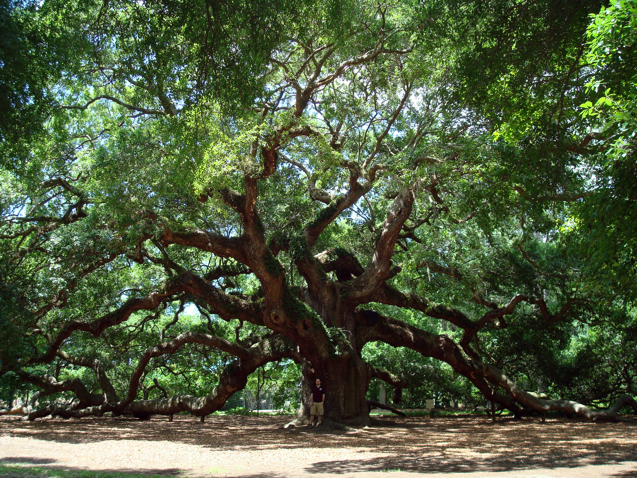 Images of Oak Tree | 2048x1536