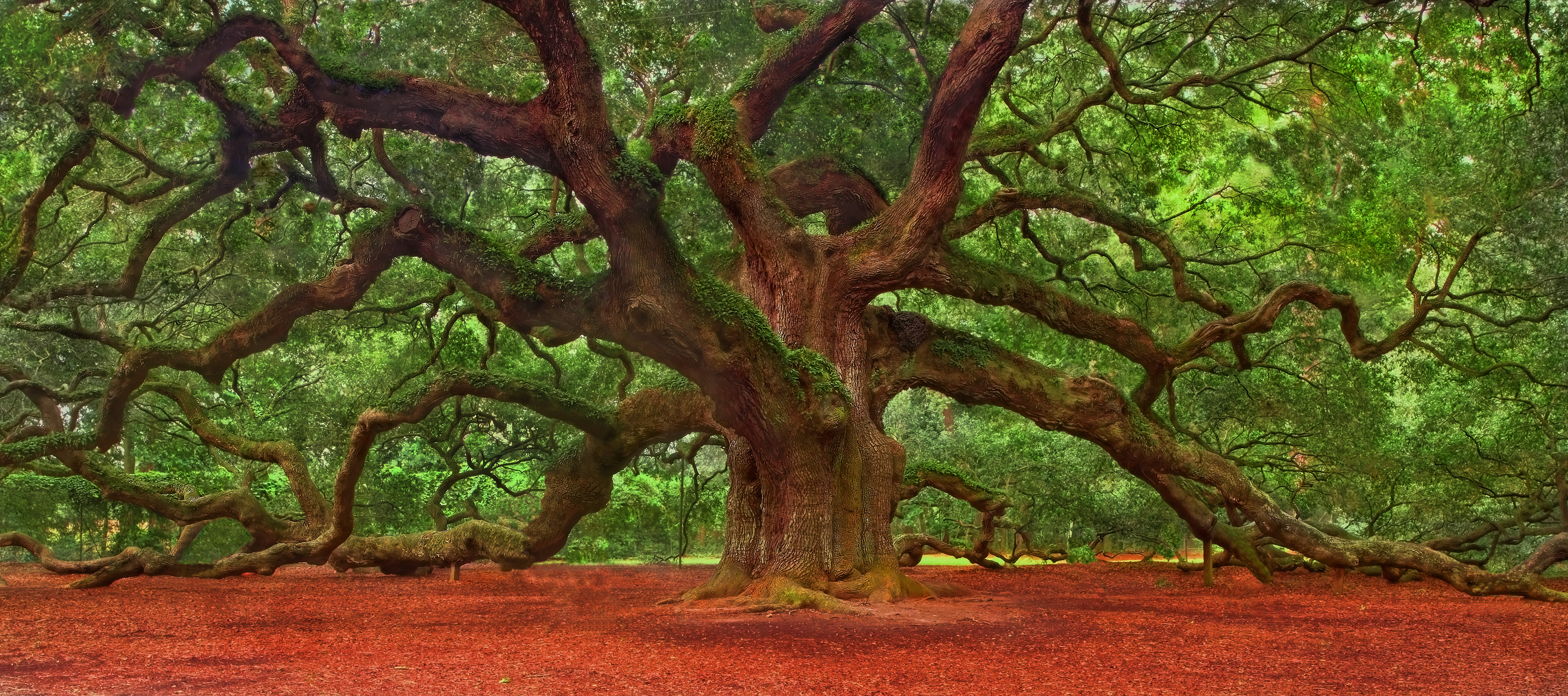 Angel Oak Tree Backgrounds on Wallpapers Vista