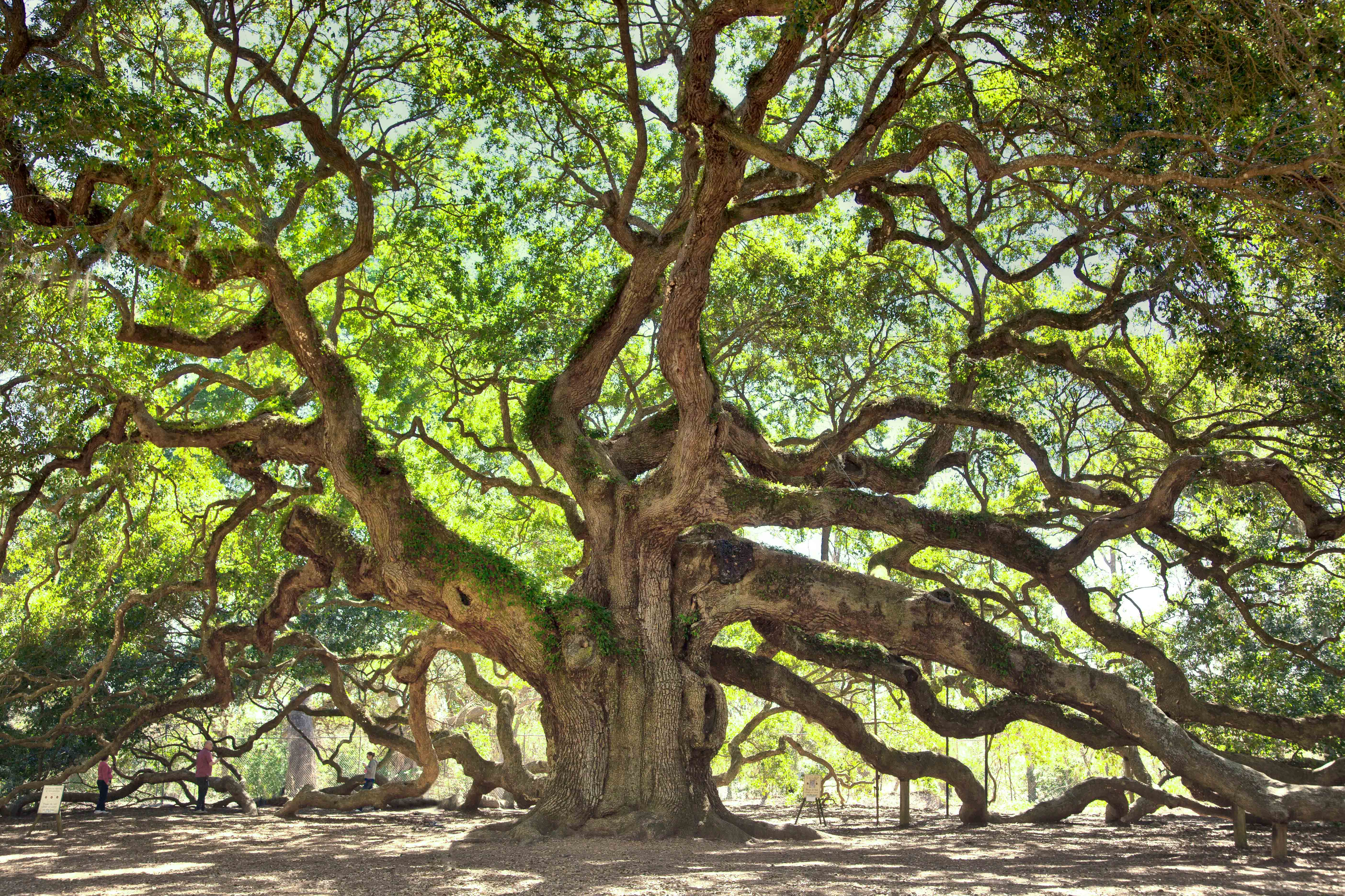 Angel Oak Tree High Quality Background on Wallpapers Vista