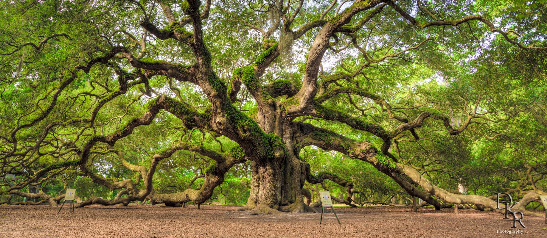 Amazing Angel Oak Tree Pictures & Backgrounds