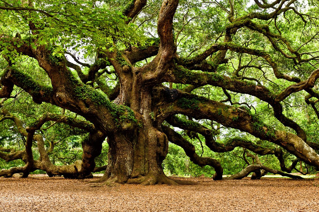 HD Quality Wallpaper | Collection: Earth, 1280x852 Oak Tree