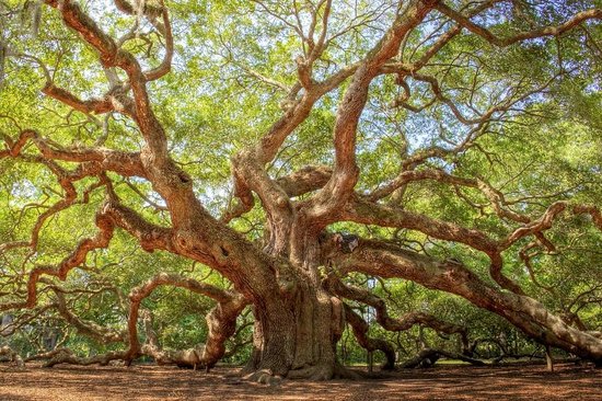 Angel Oak Tree Backgrounds, Compatible - PC, Mobile, Gadgets| 550x366 px