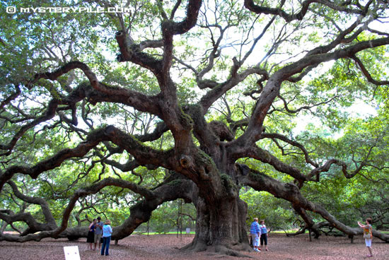 Images of Angel Oak Tree | 550x368