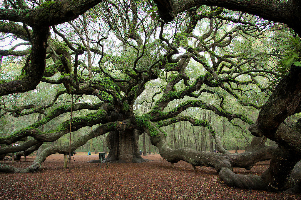 Angel Oak Tree High Quality Background on Wallpapers Vista