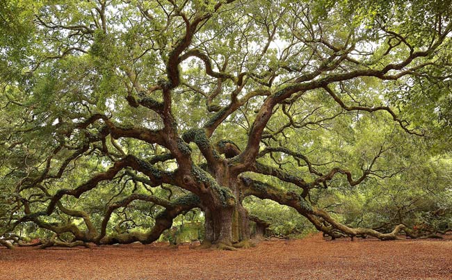 Images of Oak Tree | 650x403