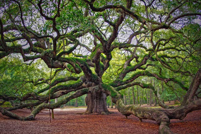 Images of Angel Oak Tree | 650x433