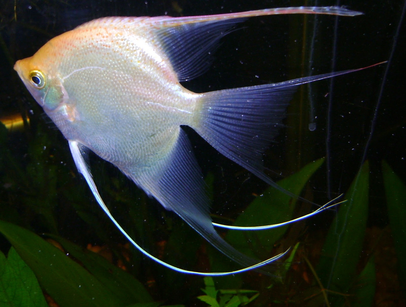 Angelfish #2