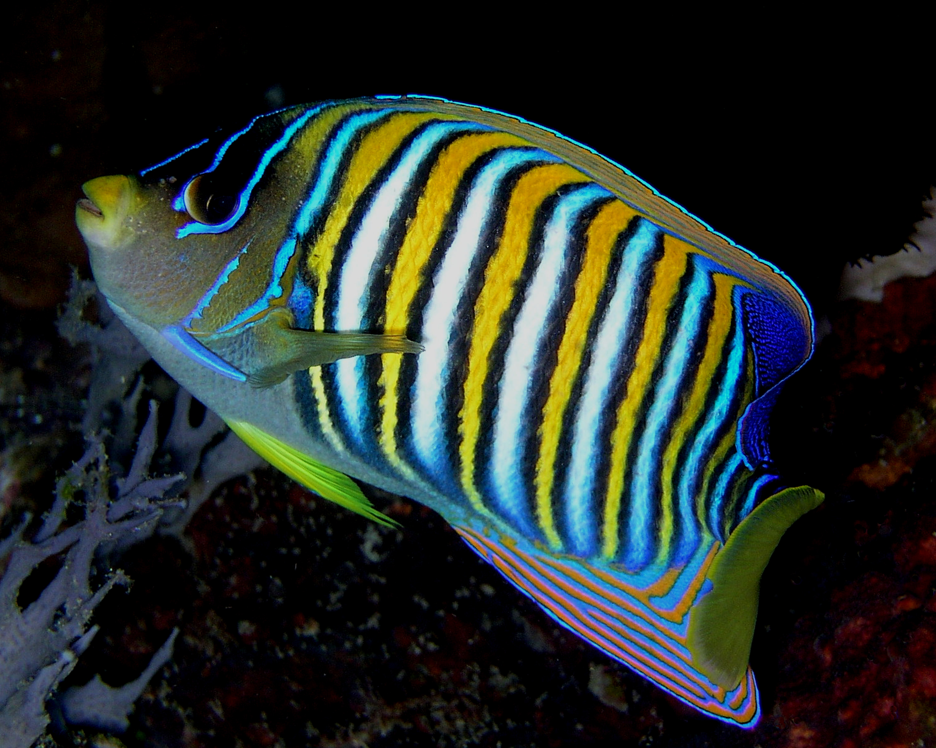 Images of Angelfish | 3000x2400