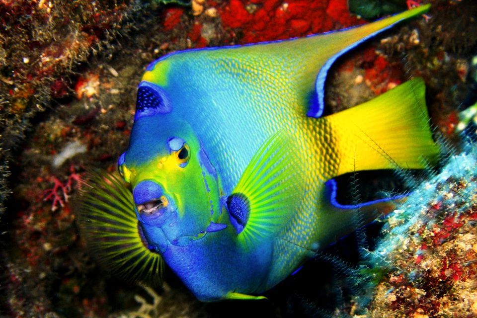 Amazing Angelfish Pictures & Backgrounds