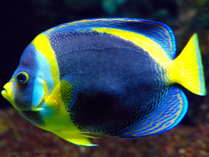 Images of Angelfish | 300x225