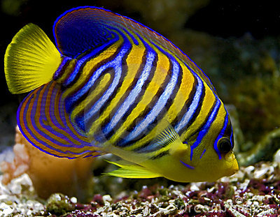 Angelfish High Quality Background on Wallpapers Vista