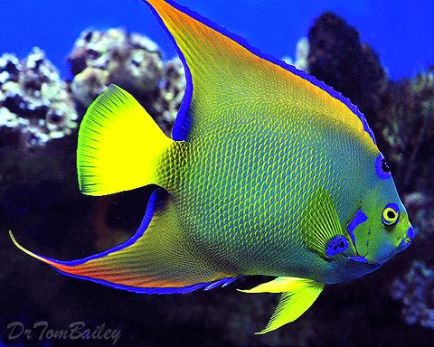 Angelfish High Quality Background on Wallpapers Vista