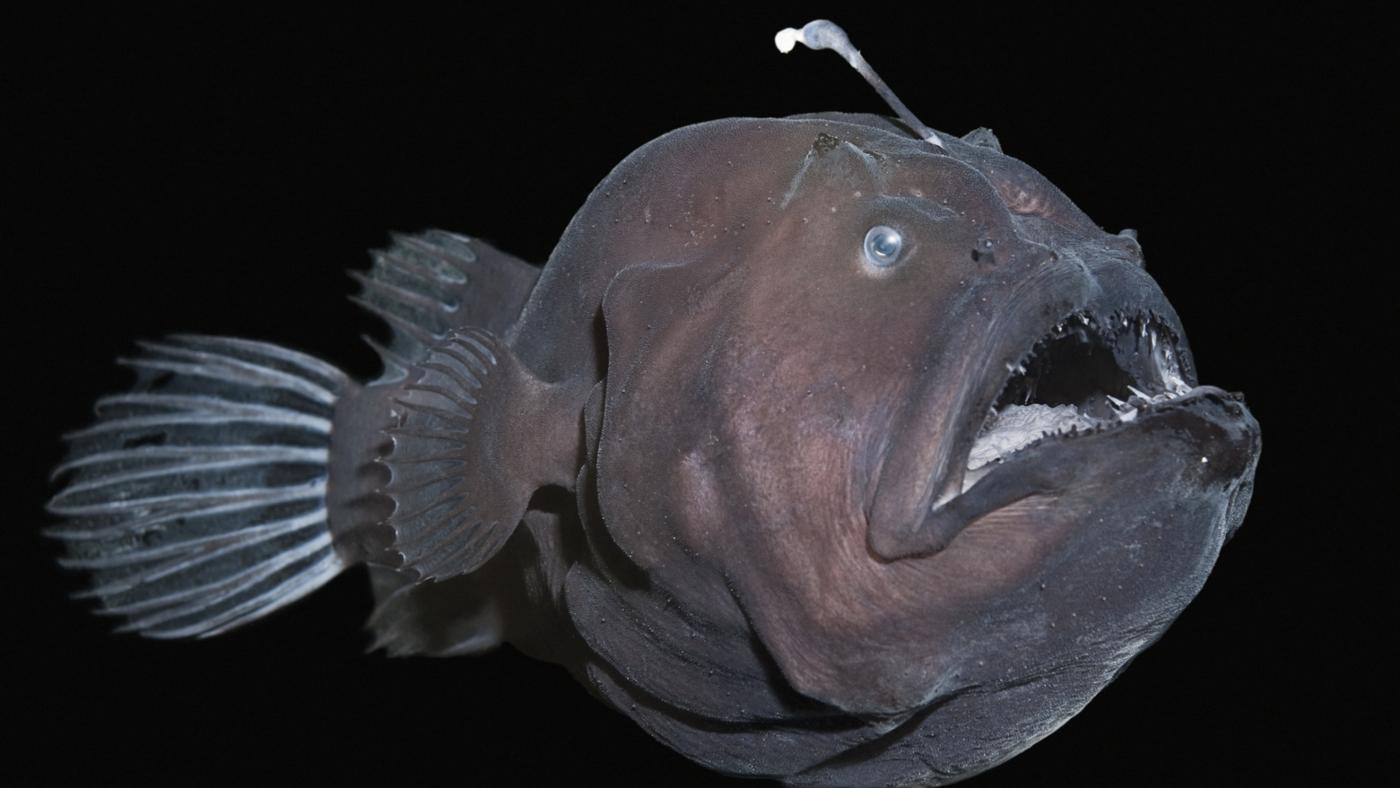 Anglerfish #1