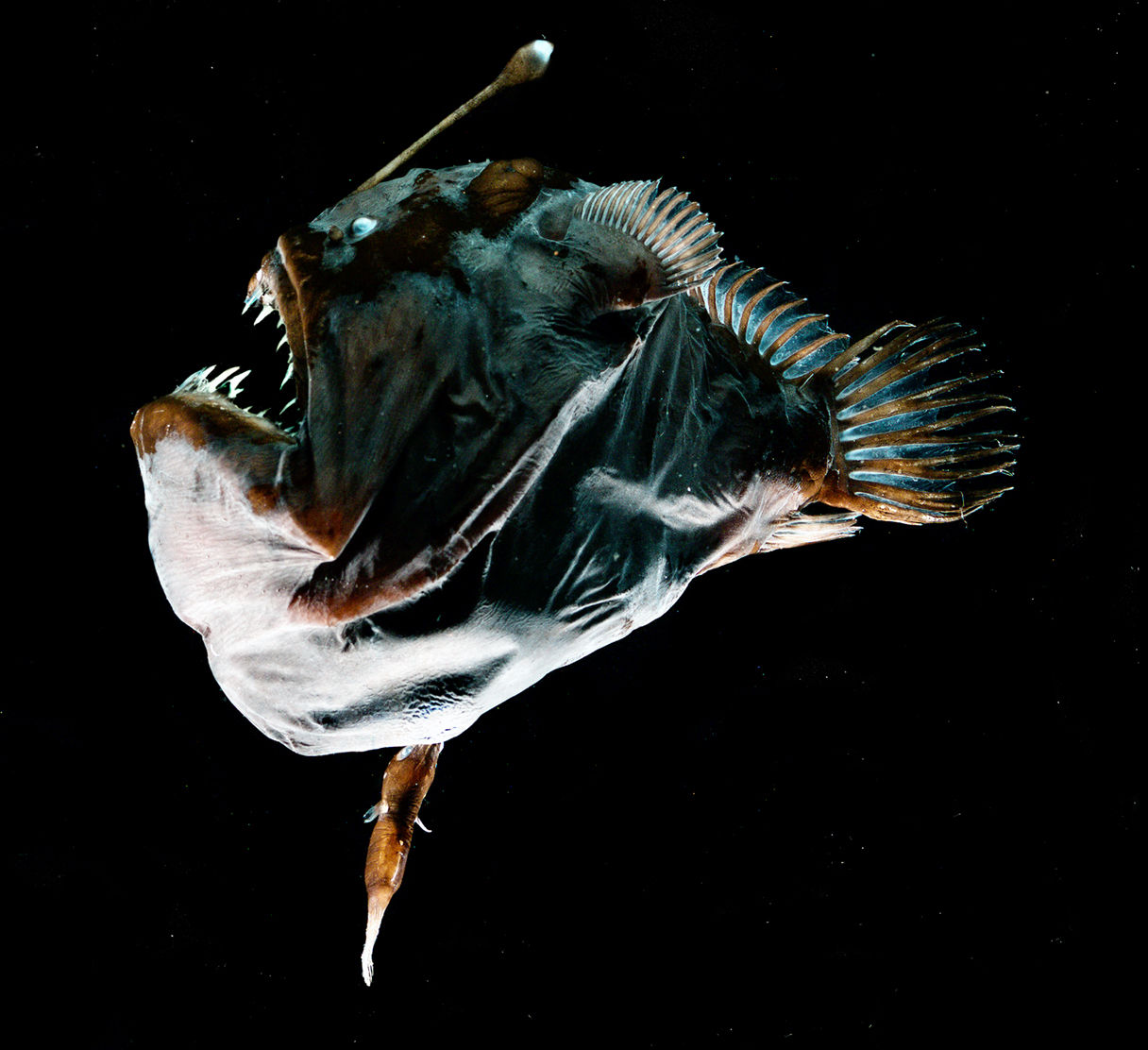 Anglerfish Backgrounds on Wallpapers Vista