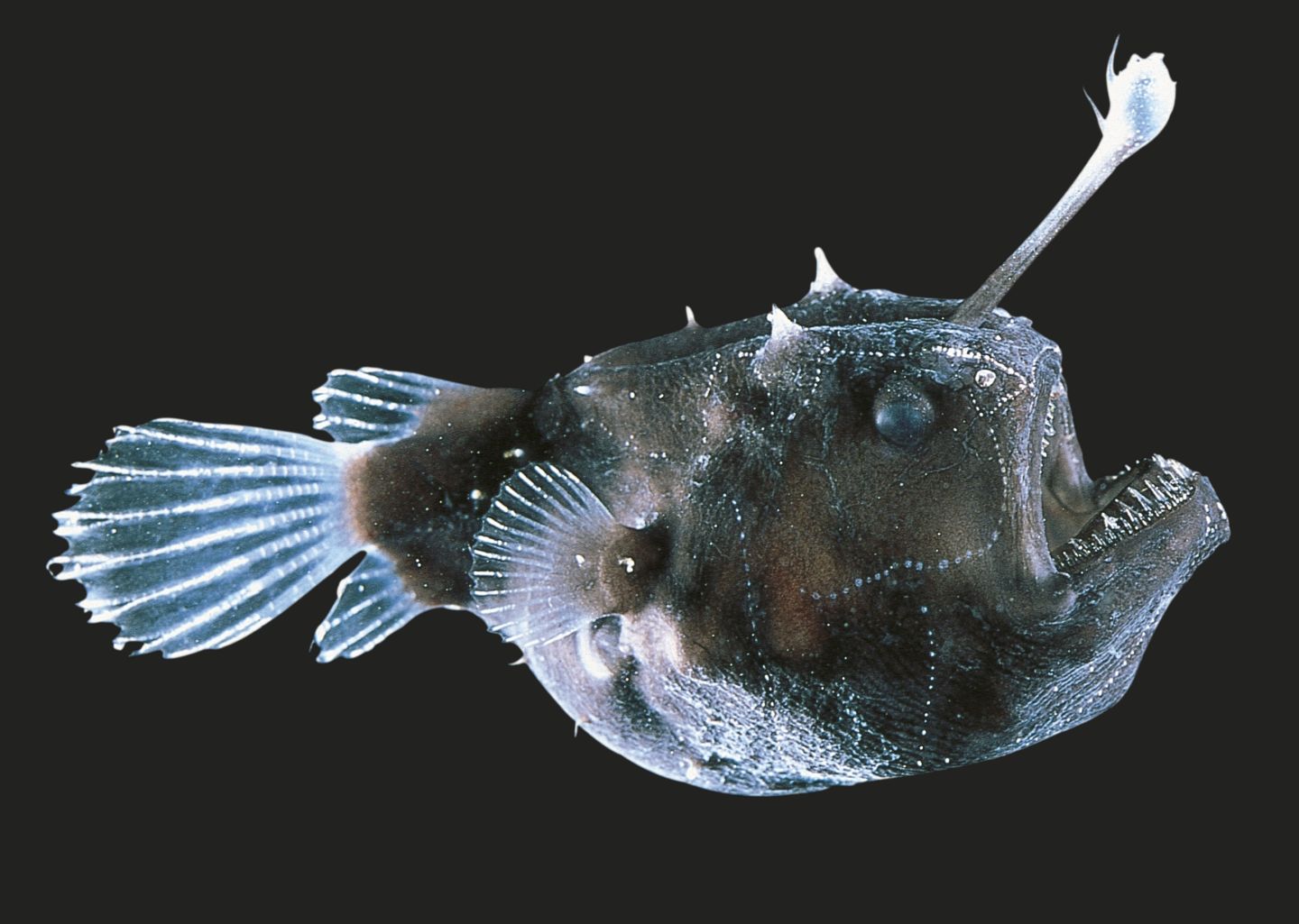 Anglerfish Pics, Animal Collection