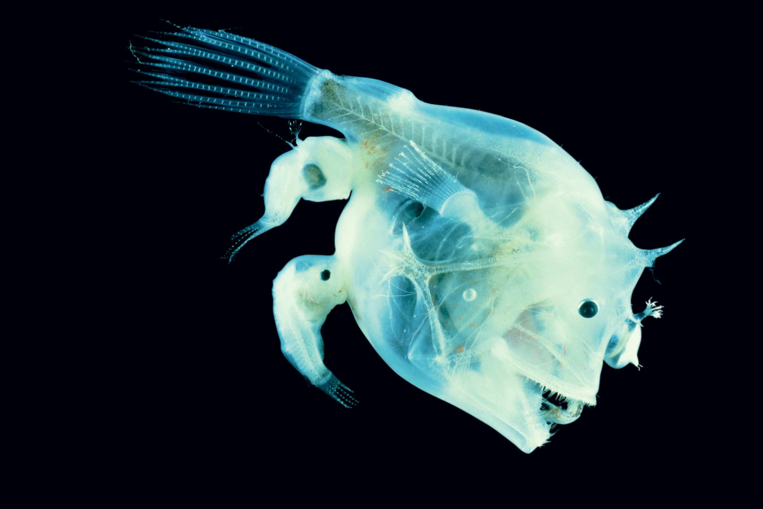 Nice Images Collection: Anglerfish Desktop Wallpapers