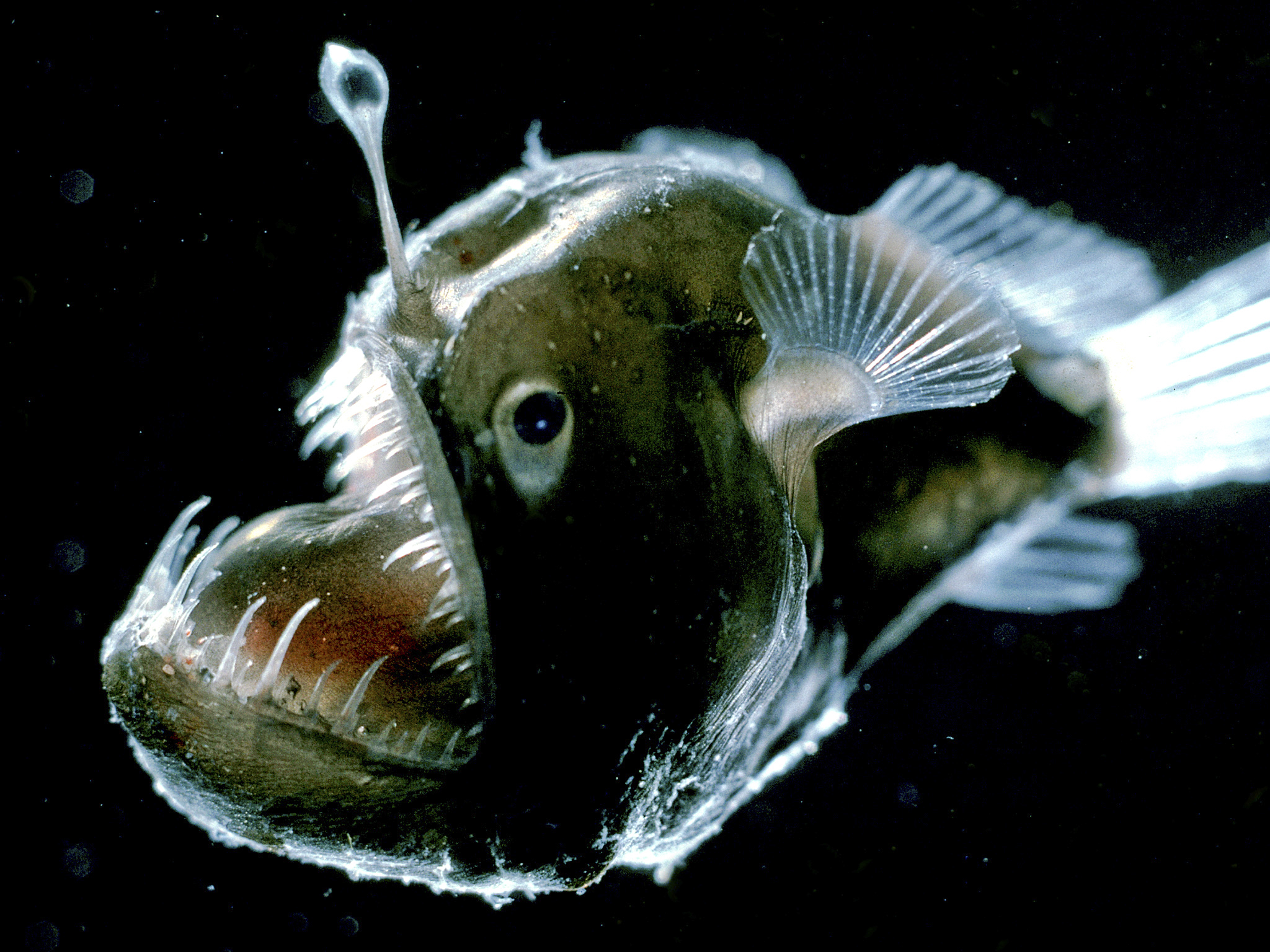 Anglerfish Backgrounds, Compatible - PC, Mobile, Gadgets| 2048x1536 px