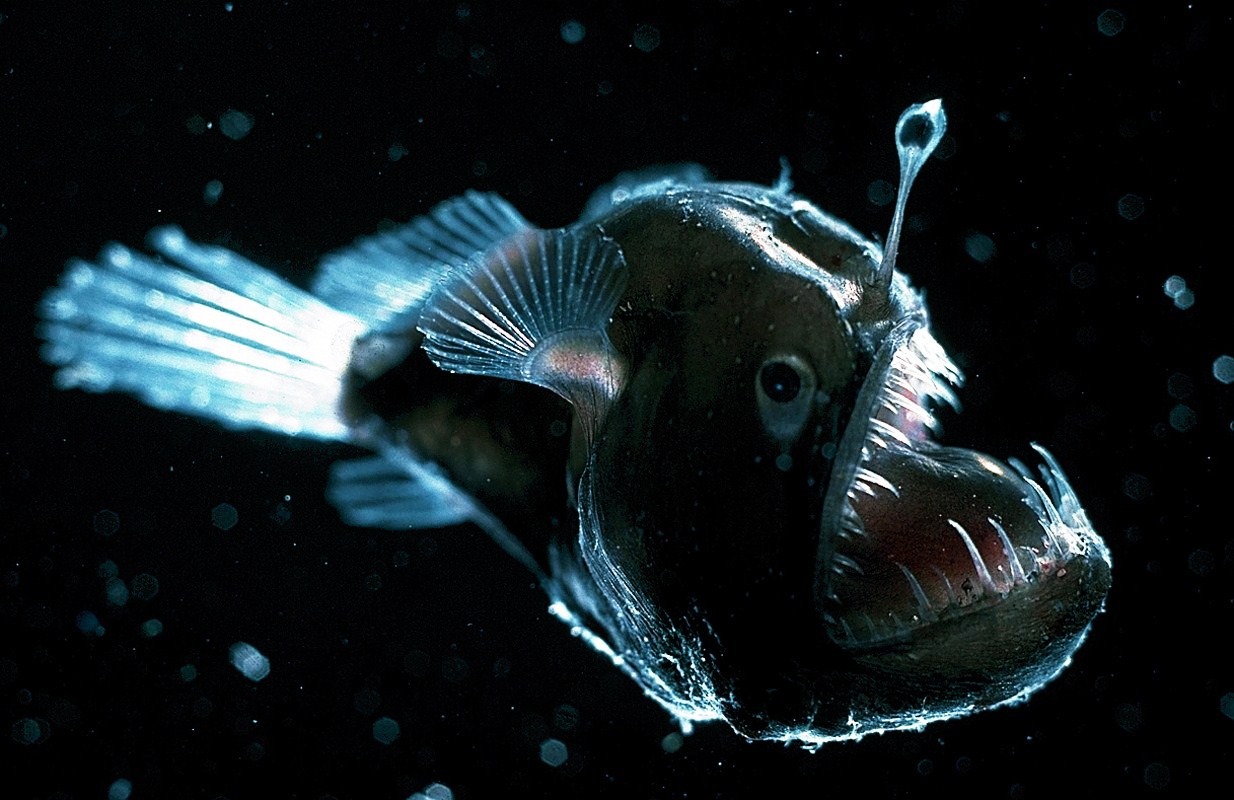 Anglerfish Backgrounds, Compatible - PC, Mobile, Gadgets| 1234x800 px