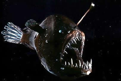 Anglerfish High Quality Background on Wallpapers Vista