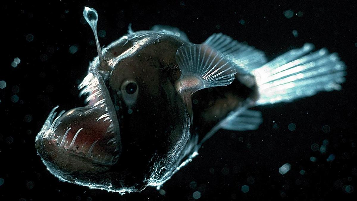 Anglerfish #21