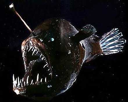 Amazing Anglerfish Pictures & Backgrounds