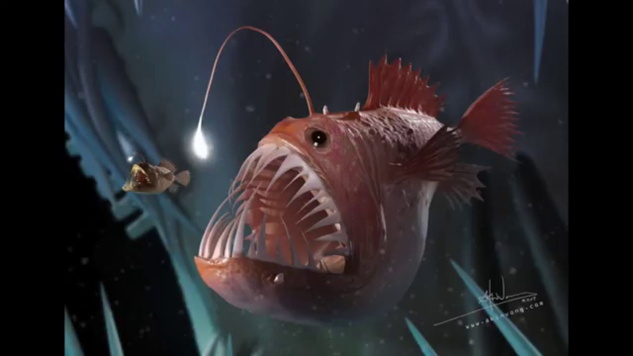 Anglerfish Backgrounds, Compatible - PC, Mobile, Gadgets| 1280x720 px