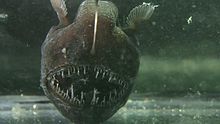 Anglerfish #13