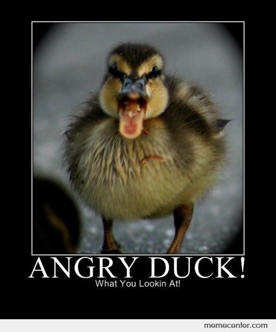 Amazing Angry Duck Pictures & Backgrounds