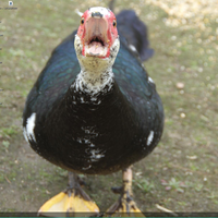 Images of Angry Duck | 200x200