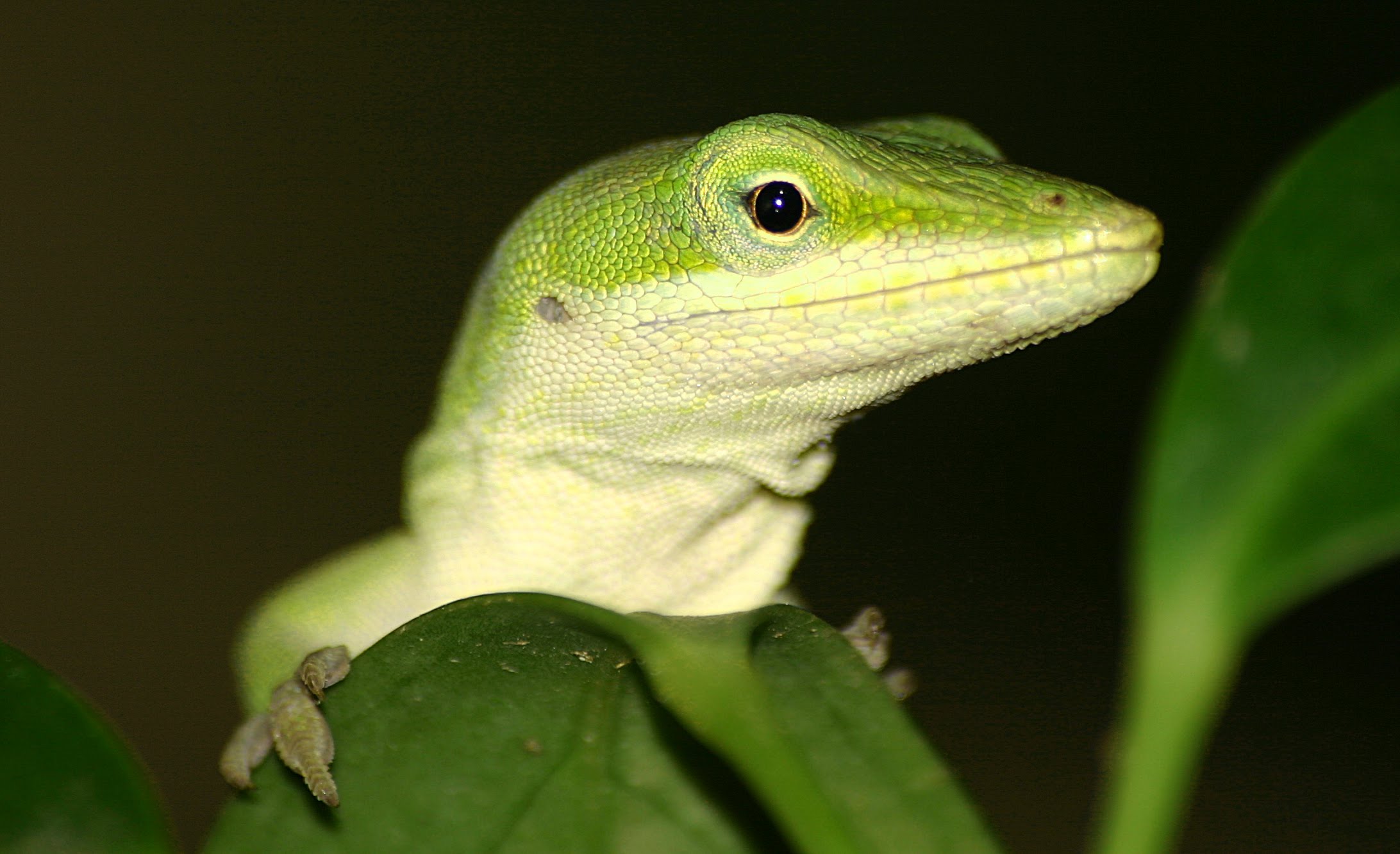 Anole wallpapers, Animal, HQ Anole pictures | 4K Wallpapers 2019