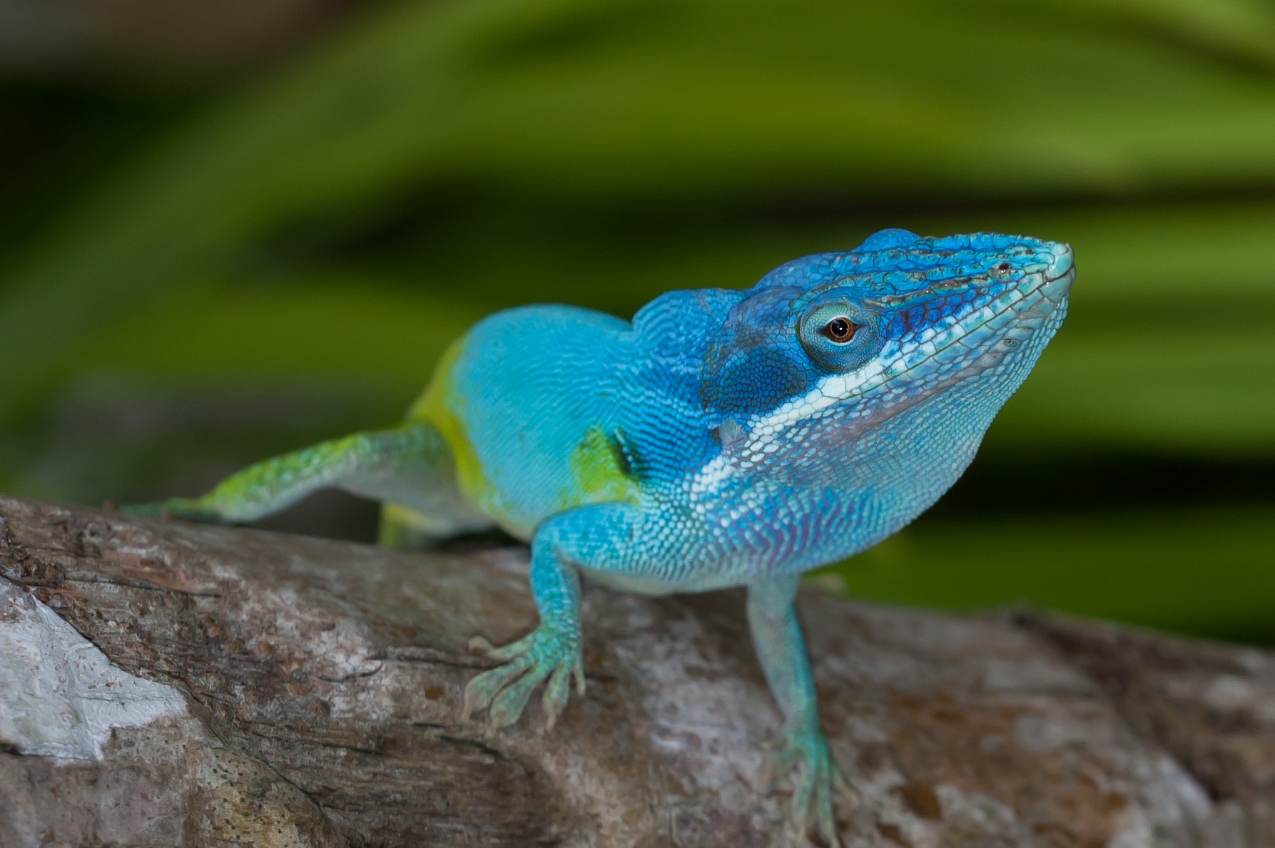 Nice wallpapers Anole 1787x1189px
