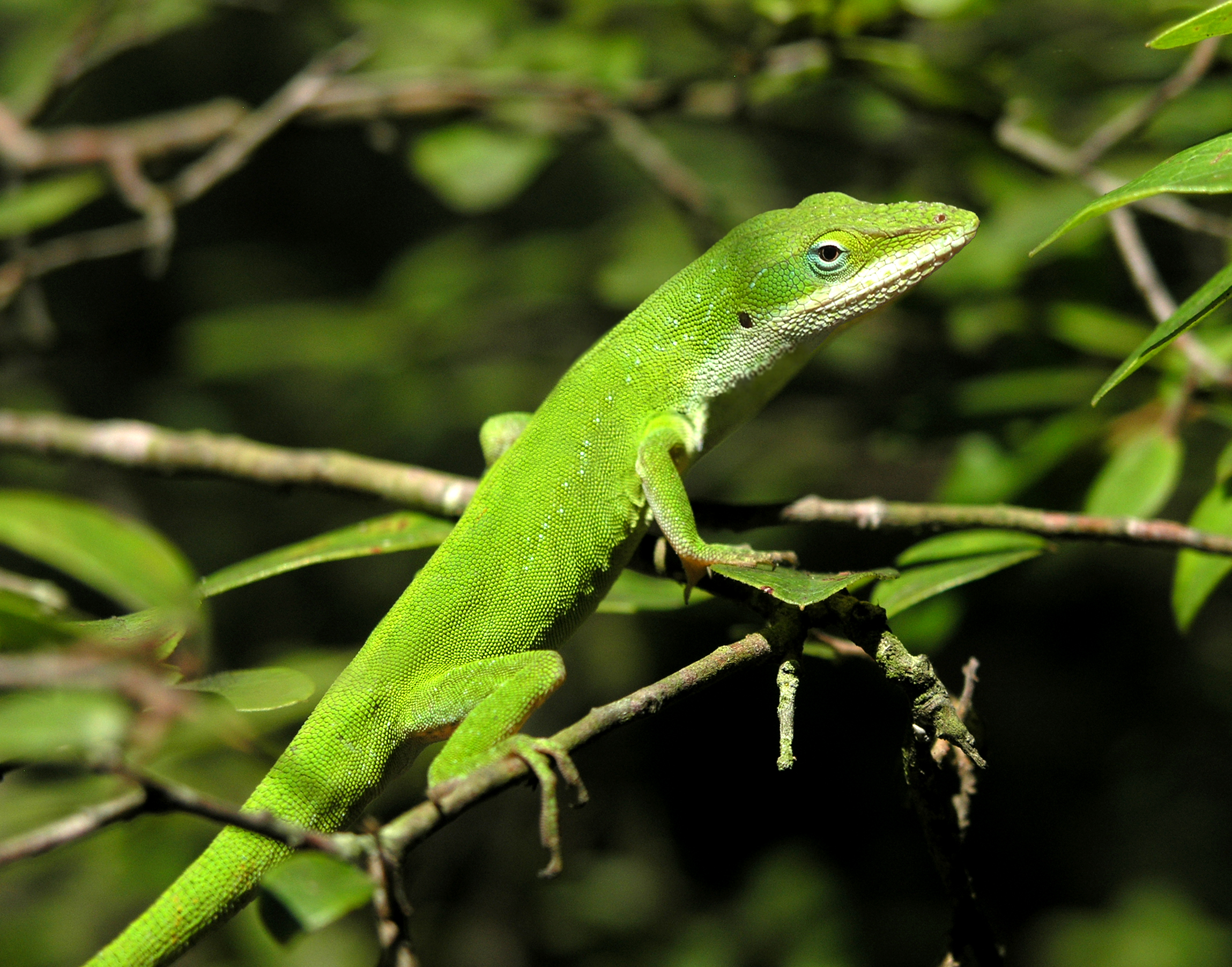 Images of Anole | 2298x1803