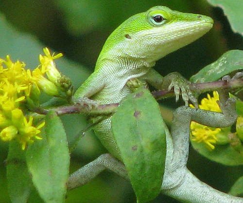 HD Quality Wallpaper | Collection: Animal, 500x417 Anole