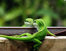 HQ Green Anole Wallpapers | File 12.59Kb