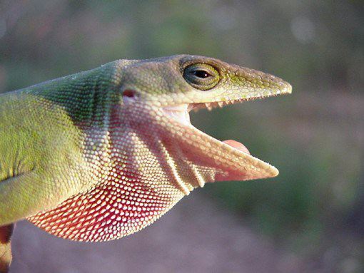 HD Quality Wallpaper | Collection: Animal, 510x383 Anole