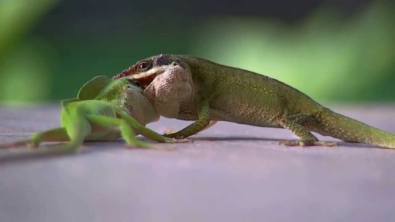 Nice Images Collection: Green Anole Desktop Wallpapers