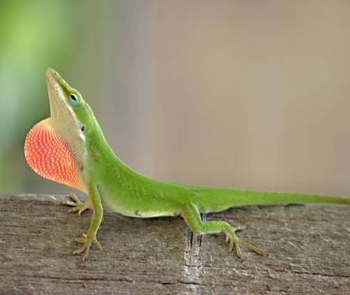 Green Anole High Quality Background on Wallpapers Vista