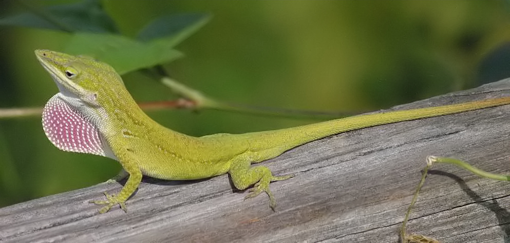 Amazing Green Anole Pictures & Backgrounds