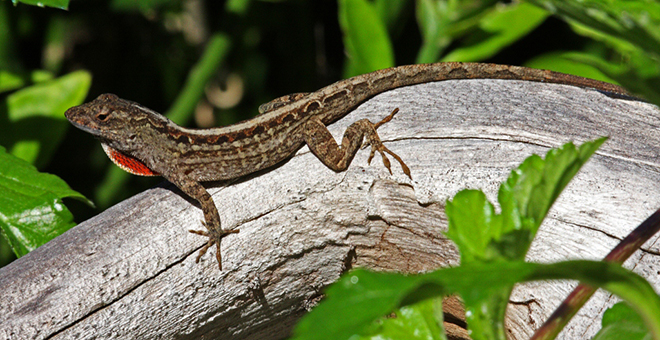 Anole Pics, Animal Collection