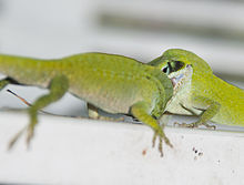 Images of Green Anole | 220x167