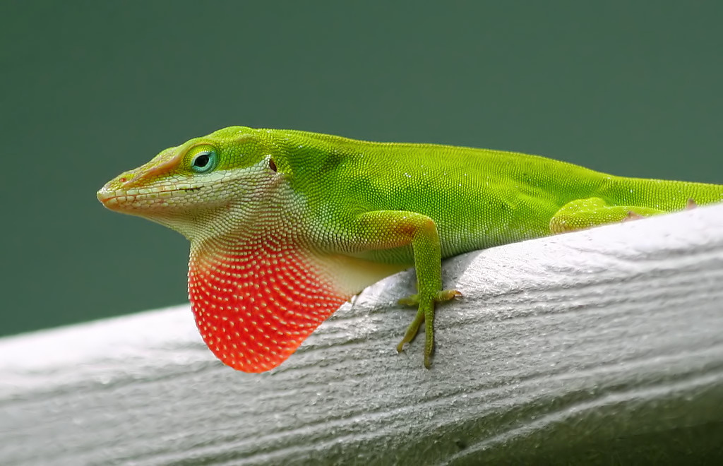 1024x660 > Green Anole Wallpapers