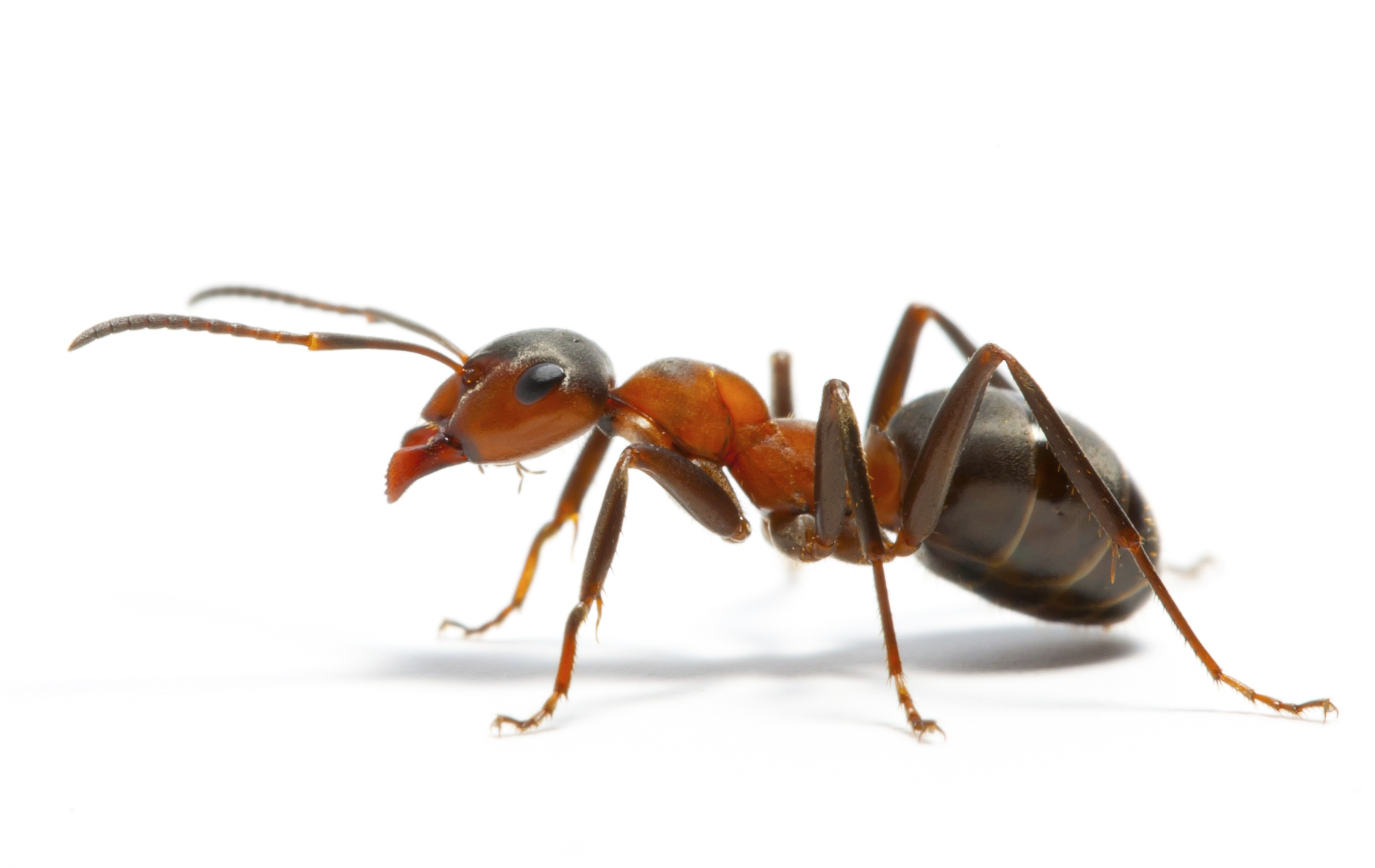 Ant #3