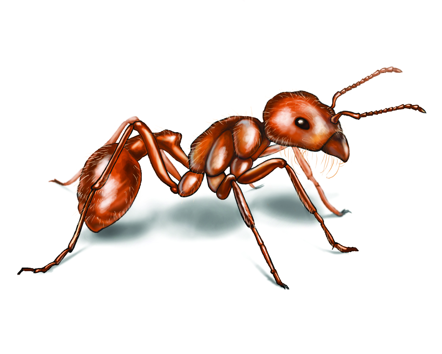 Ant #4