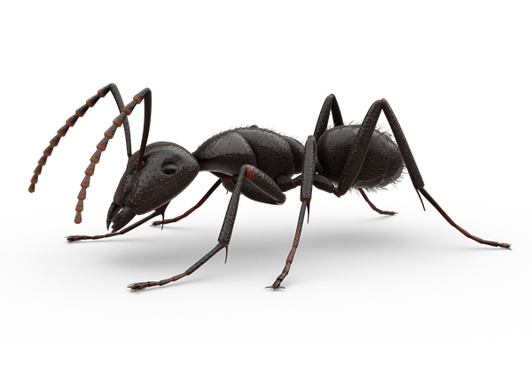 Ant #13